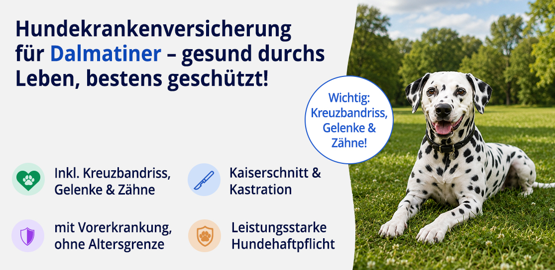 Hundekrankenversicherung für Dalmatiner