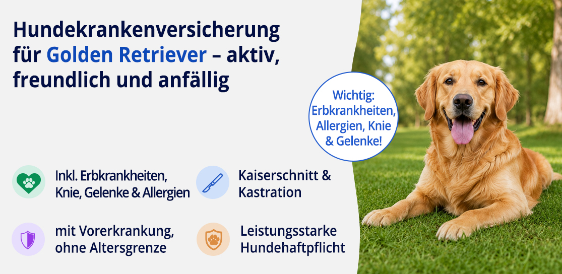 Hundekrankenversicherung für Golden Retriever