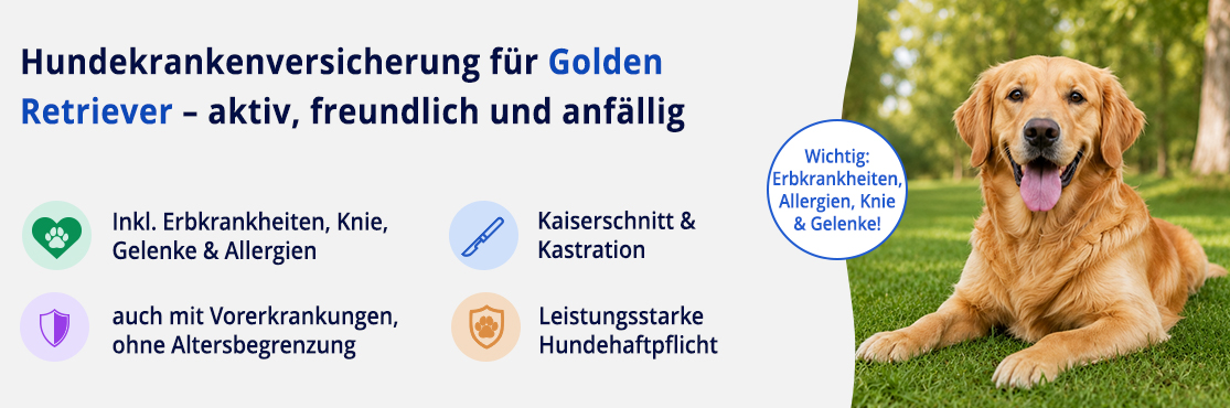 Hundekrankenversicherung für Golden Retriever
