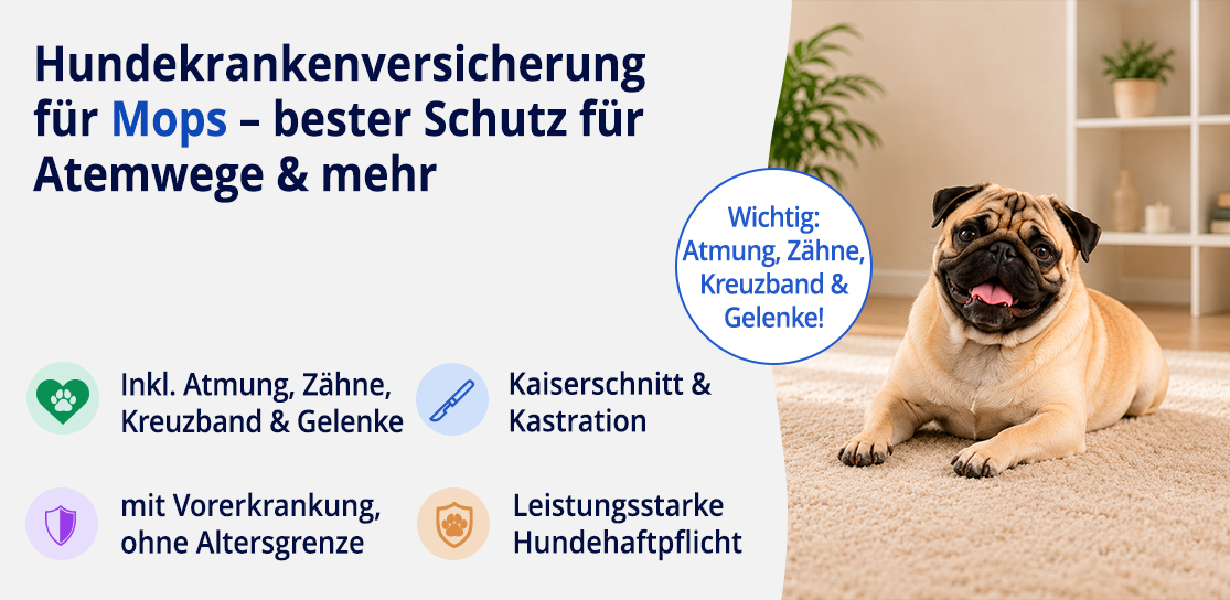 Hundekrankenversicherung für Mops