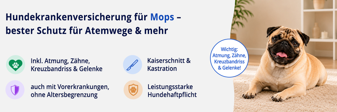 Hundekrankenversicherung für Mops
