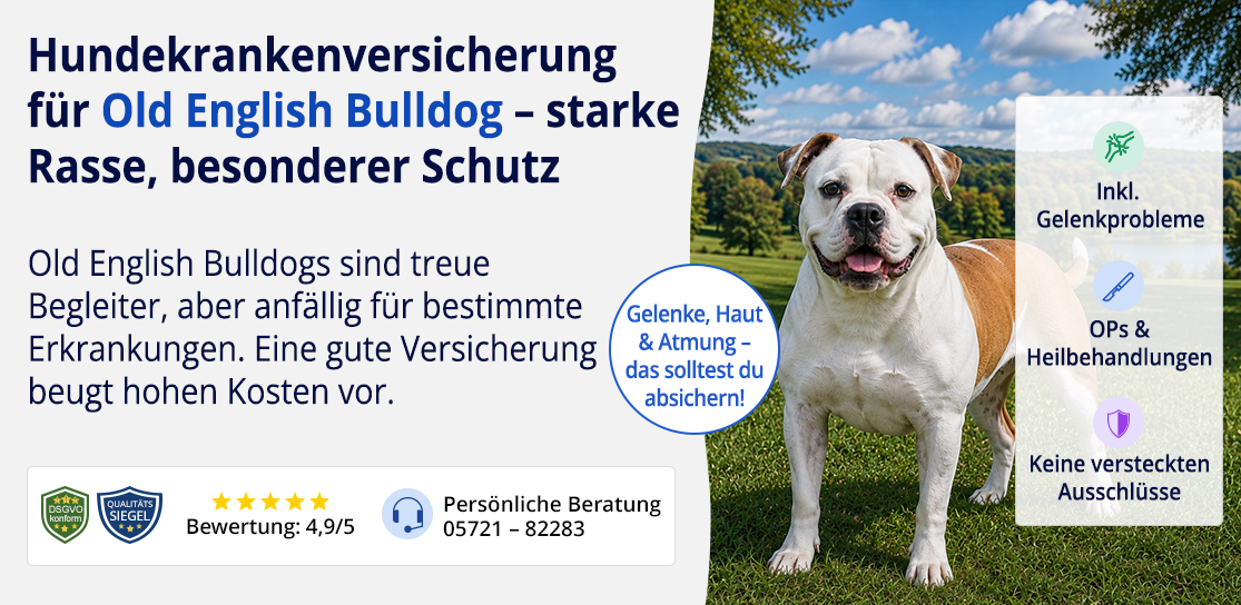 Hundekrankenversicherung für Old English Bulldog