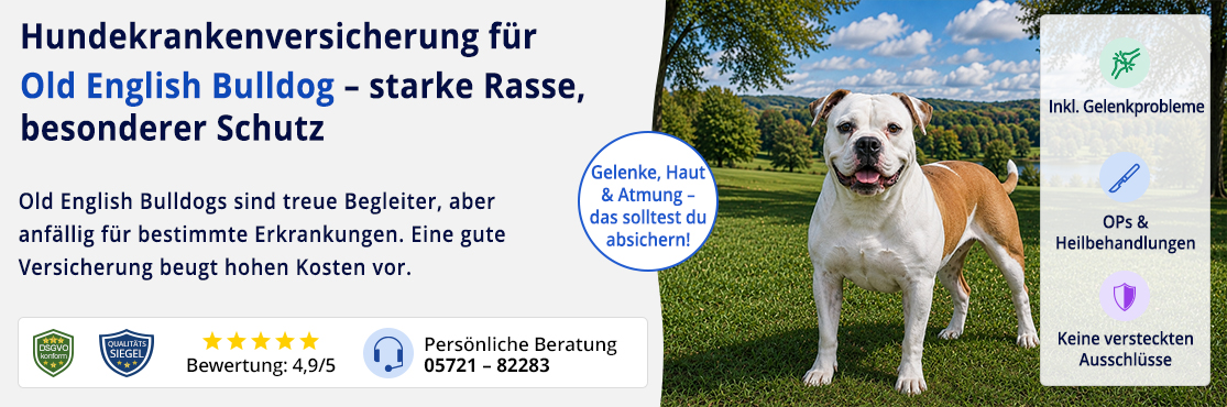 Hundekrankenversicherung für Old English Bulldog