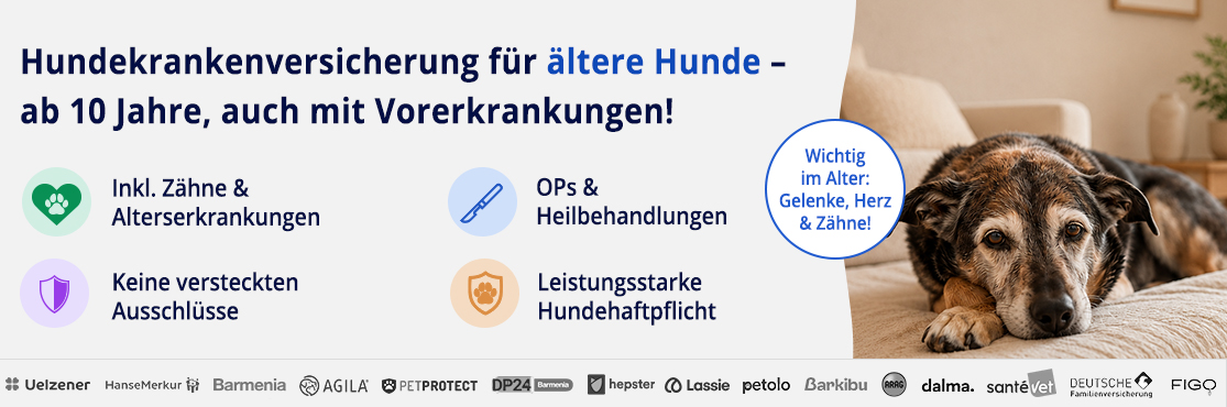 Hundekrankenversicherung für ältere Hunde