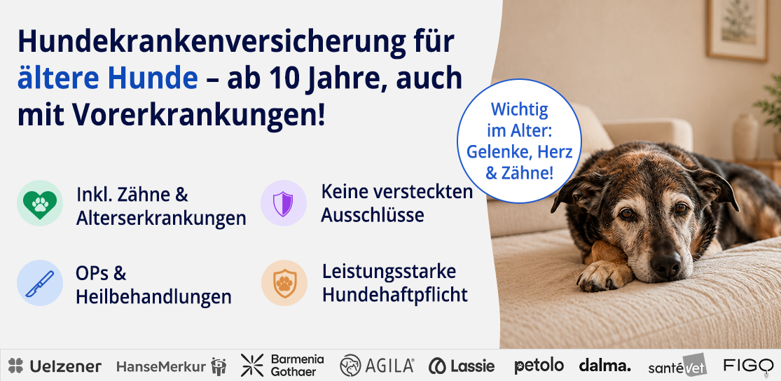 Hundekrankenversicherung für ältere Hunde