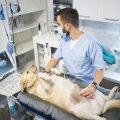 Hundekrankenversicherung für Züchter