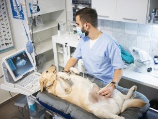Hundekrankenversicherung für Züchter