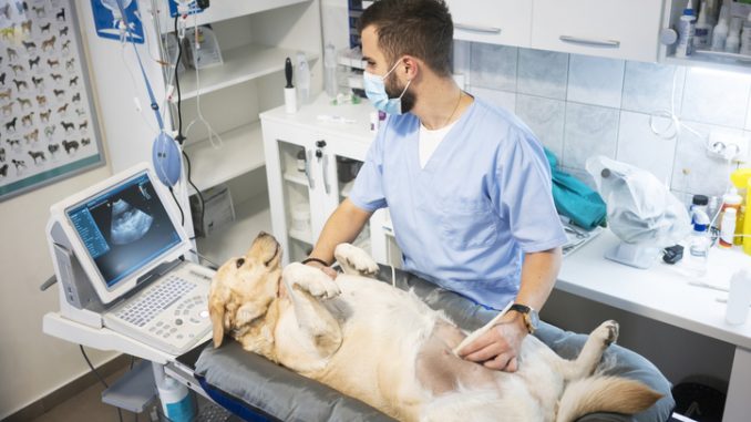 Hundekrankenversicherung für Züchter