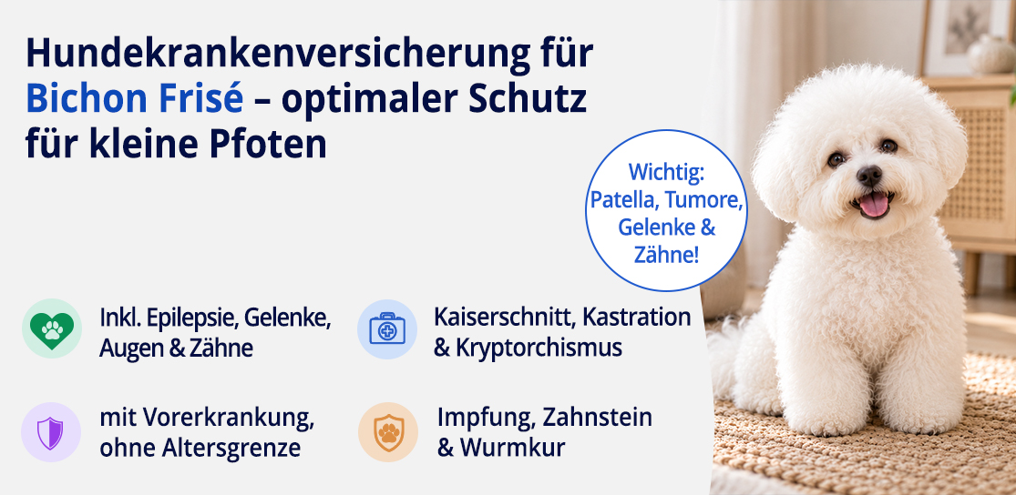 Hundekrankenversicherung für Bichon Frisé