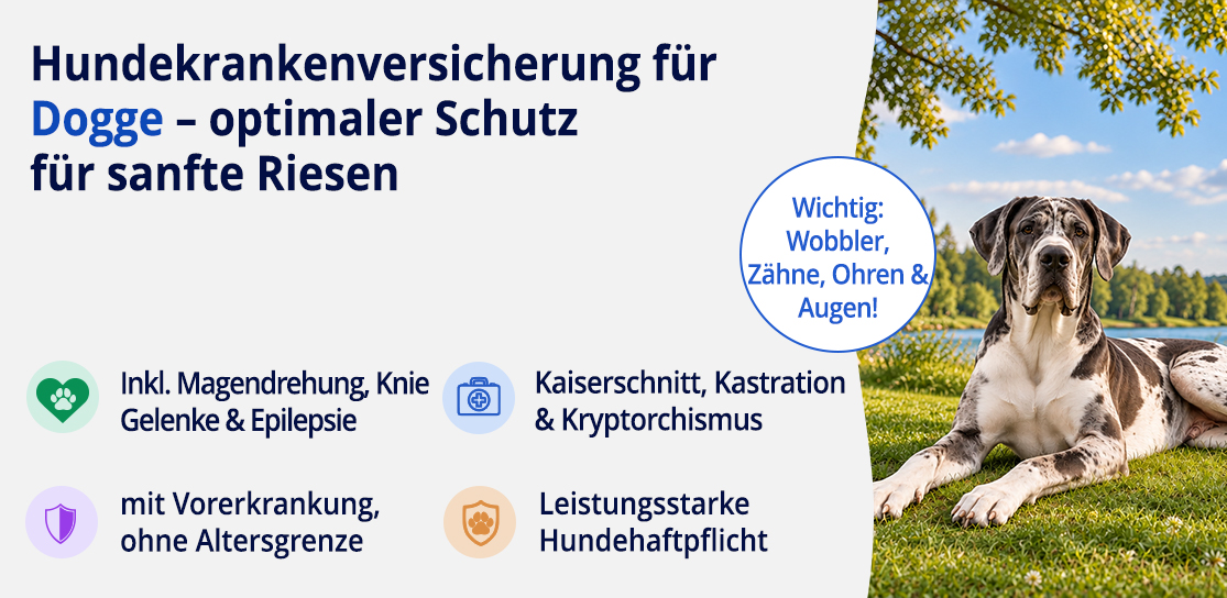 Hundekrankenversicherung für Dogge