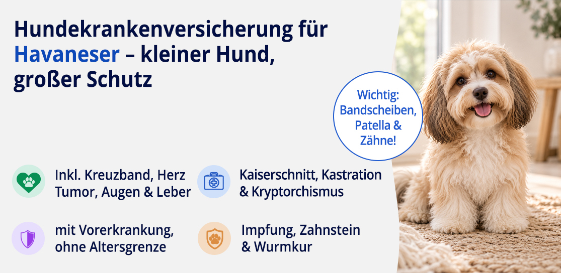 Hundekrankenversicherung für Havaneser