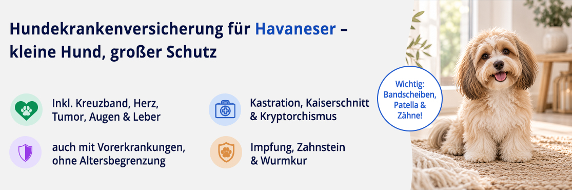 Hundekrankenversicherung für Havaneser