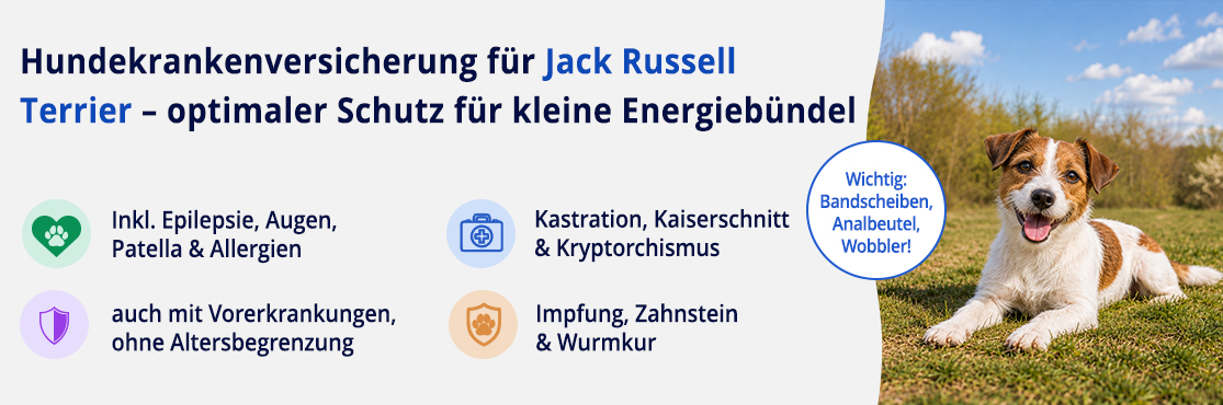 Hundekrankenversicherung für Jack Russell Terrier