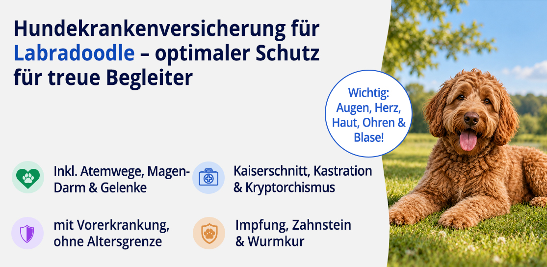 Hundekrankenversicherung für Labradoodle