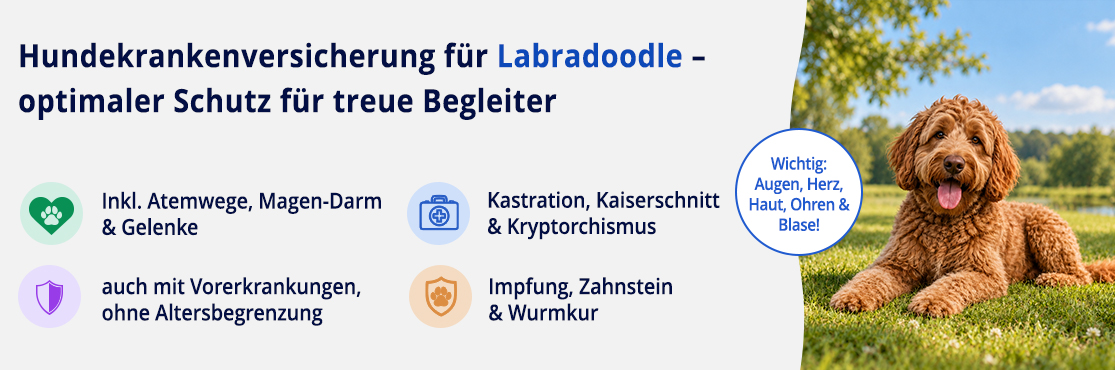 Hundekrankenversicherung für Labradoodle
