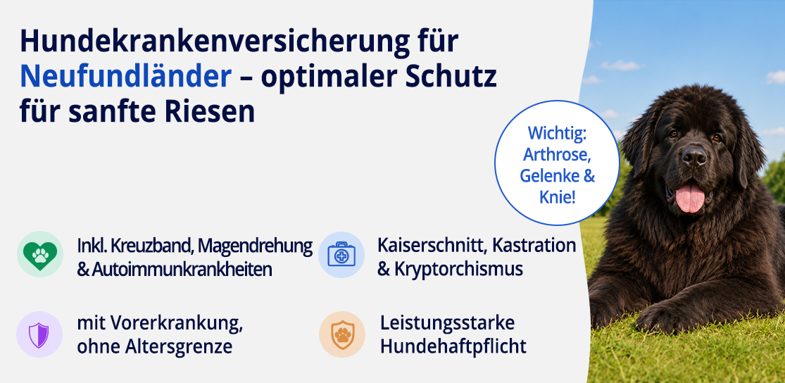 Hundekrankenversicherung für Neufundländer