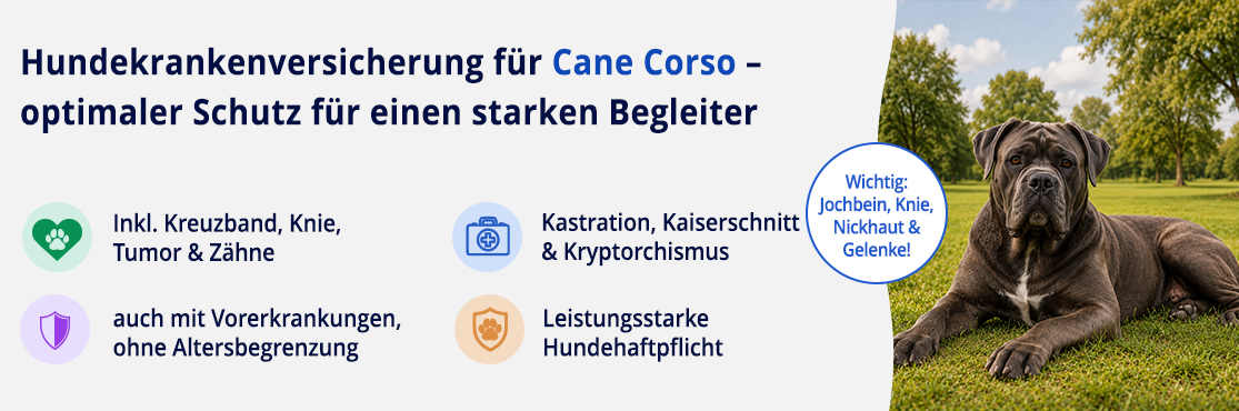 Hundekrankenversicherung für Cane Corso