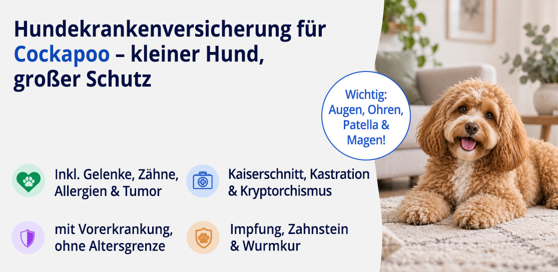Hundekrankenversicherung für Cockapoo