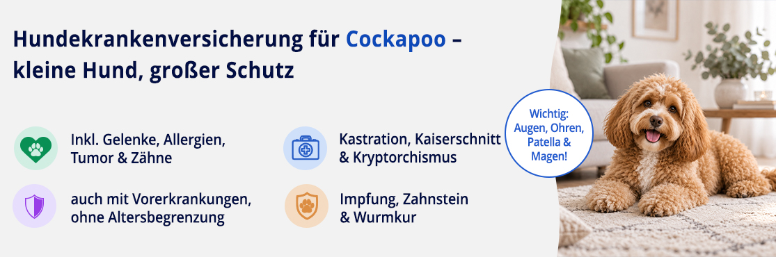Hundekrankenversicherung für Cockapoo